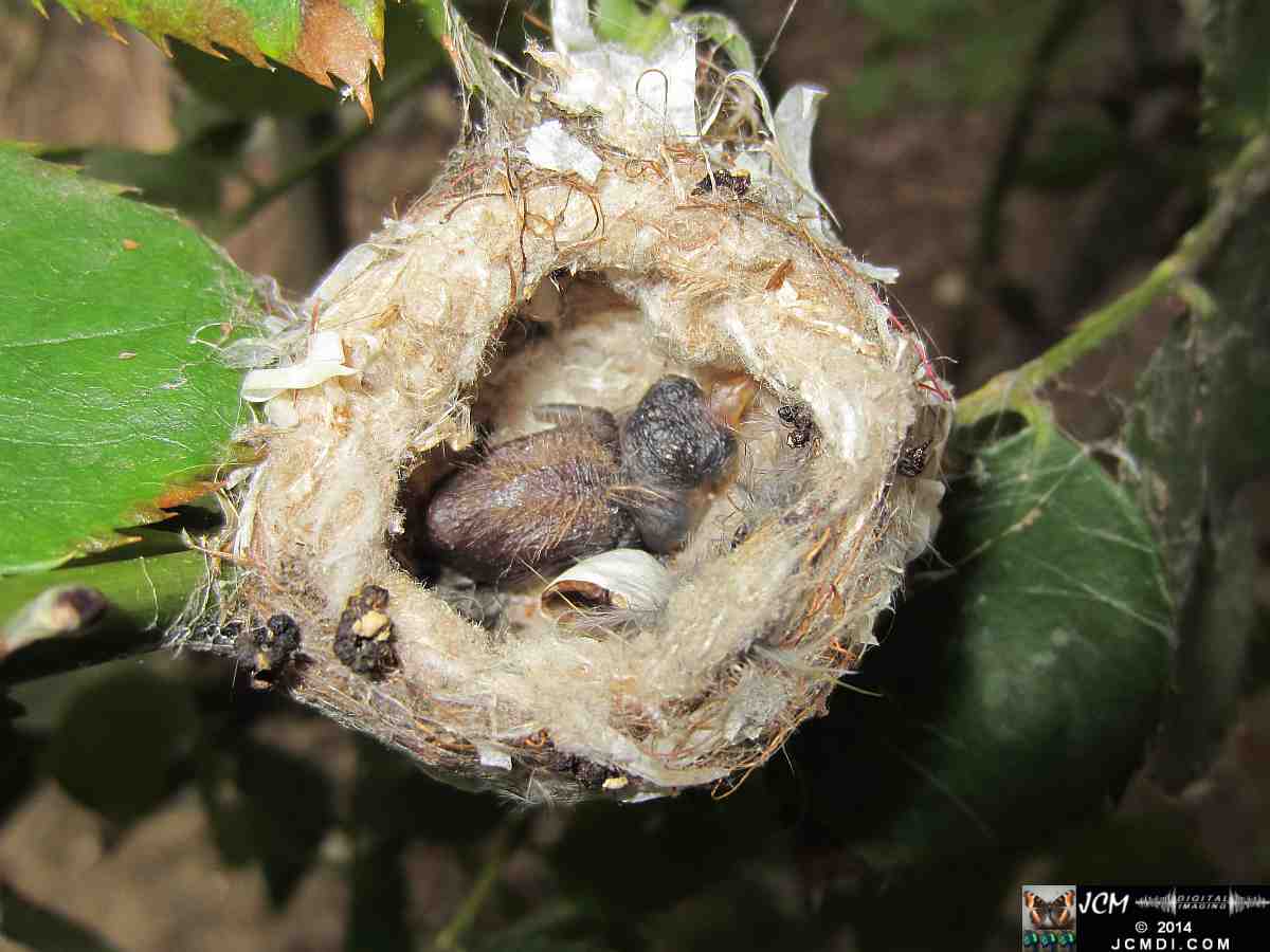 Allens Hummingbird nest, chick and filming setup